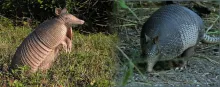 Armadillo Gigante