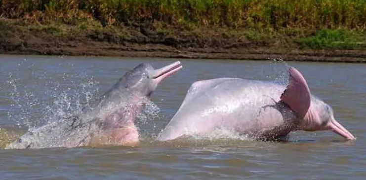 Delfines amazónicos en riesgo de extinción
